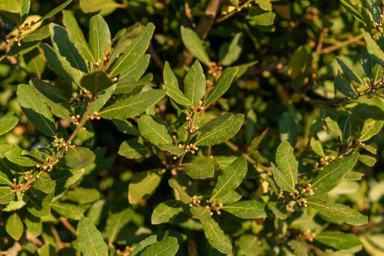 7 μυστικά για την καλλιέργεια της δάφνης