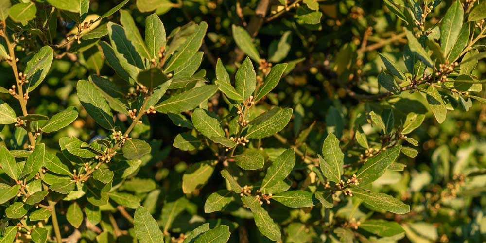 7 μυστικά για την καλλιέργεια της δάφνης