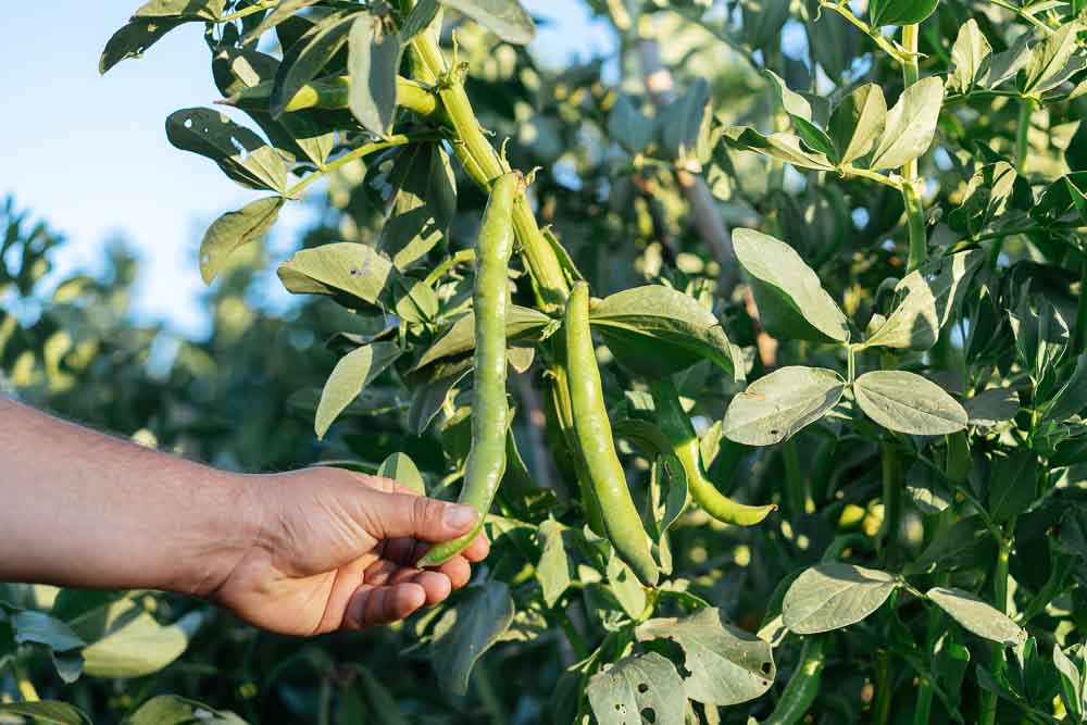 κουκια καλλιεργεια