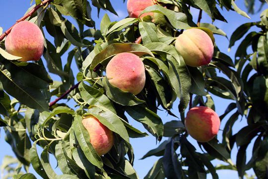 7 μυστικά για την καλλιέργεια της ροδακινιάς