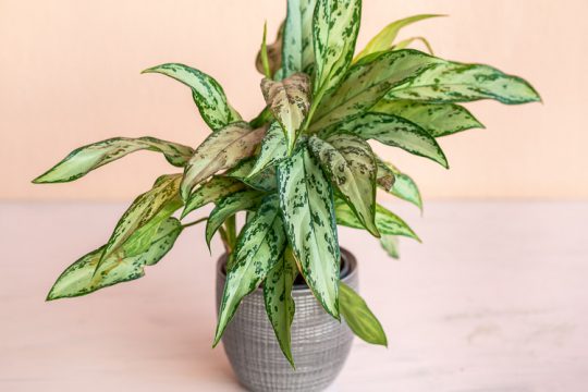 Αγλαόνημα, ένα ανθεκτικό φυτό εσωτερικού χώρου