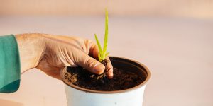 Πώς δημιουργούμε καινούρια φυτά αλόης