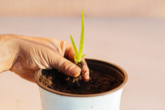 Πολλαπλασιασμός αλόης