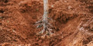 Γυμνόριζα φυτά: ποια είναι και πώς φυτεύονται