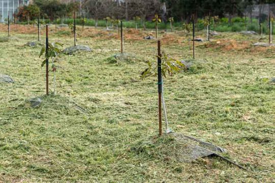 Ποια εποχή και πώς φυτεύουμε καρποφόρα δέντρα