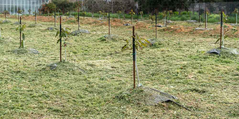 Ποια εποχή και πώς φυτεύουμε καρποφόρα δέντρα