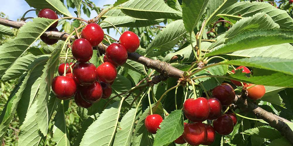 8 μυστικά για την καλλιέργεια της κερασιάς