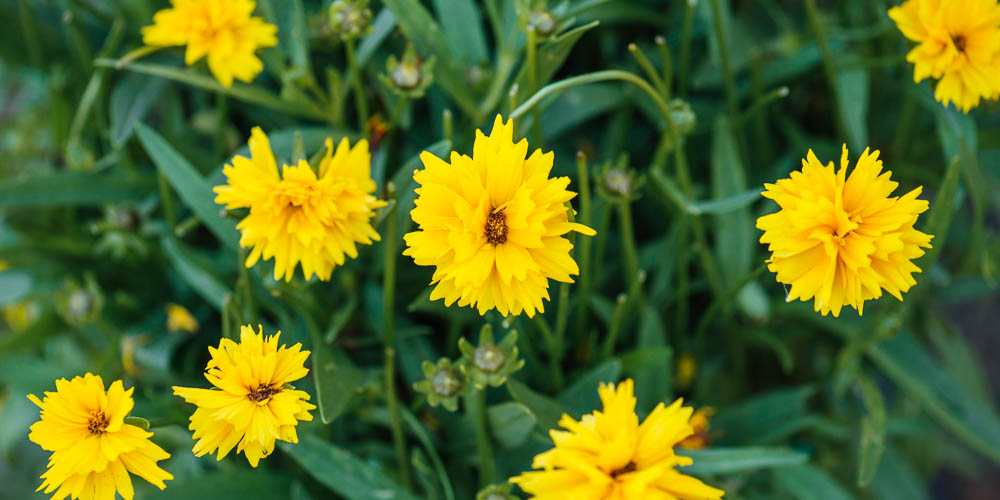 Κορέοψις, ένα άγριο λουλούδι με πλούσια ανθοφορία