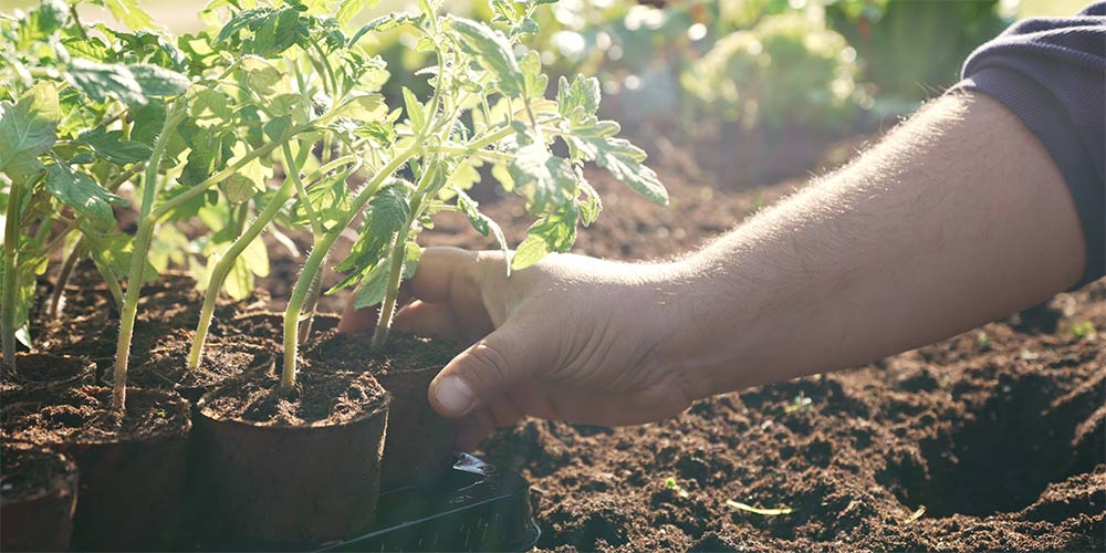 Ημερολόγιο σποράς, φύτευσης και συγκομιδής λαχανικών