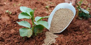 Τι προσφέρει ο φώσφορος ως λίπασμα σε φυτά και καλλιέργειες