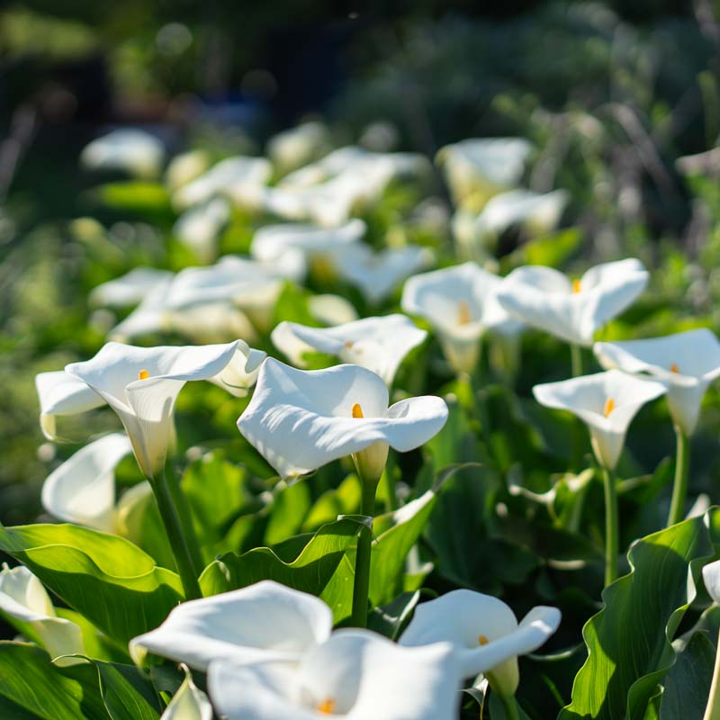 καλλα λευκος κρινος