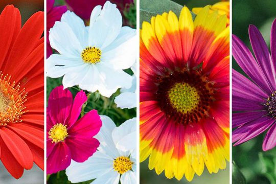 10 λουλούδια που μοιάζουν με μαργαρίτες