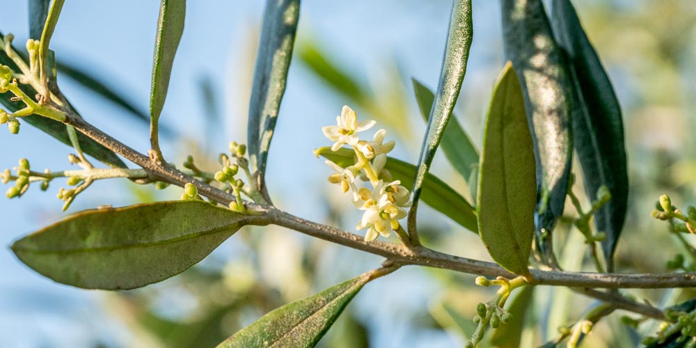 Το στάδιο της ανθοφορίας και της καρπόδεσης είναι εξαιρετικά κρίσιμο για την καλλιέργεια της ελιάς