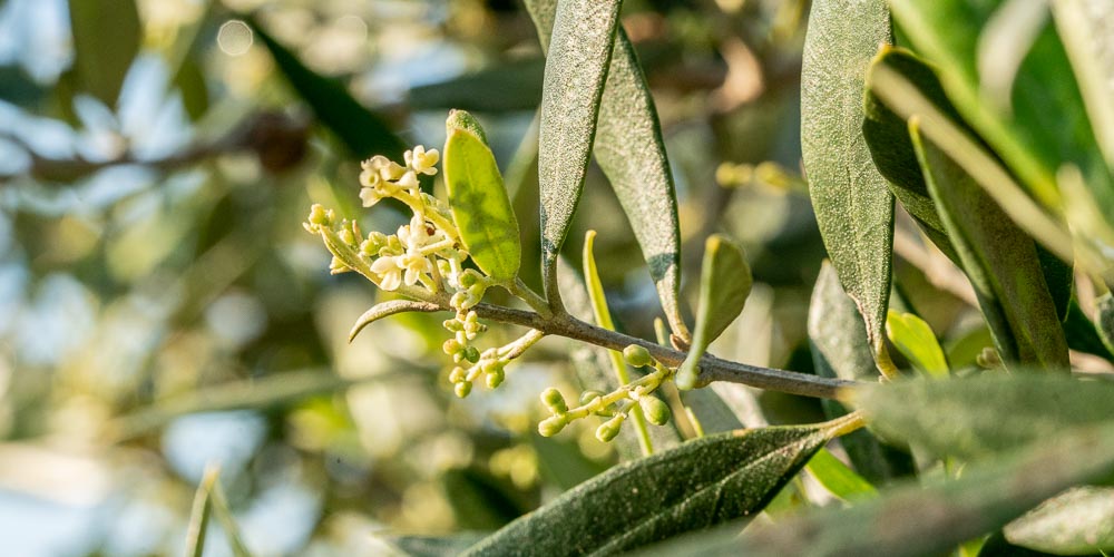 Καρπόδεση ελιάς: πώς βελτιώνουμε την ανθοφορία και την καρπόδεση