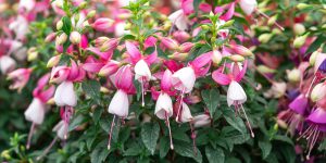 Σκουλαρίκι, ένα φυτό με εντυπωσιακά πολύχρωμα λουλούδια
