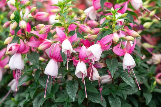 Σκουλαρίκι, ένα φυτό με εντυπωσιακά πολύχρωμα λουλούδια