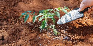 Ασβέστιο, τι προσφέρει ως λίπασμα σε φυτά και καλλιέργειες