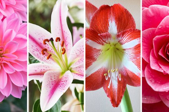 10 φυτά με μεγάλα όμορφα λουλούδια