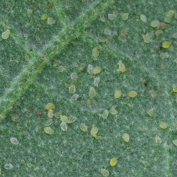 Larva pupa αλευρώδη