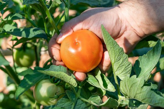 Αντιμετώπιση της τούτα (Tuta) στις ντομάτες