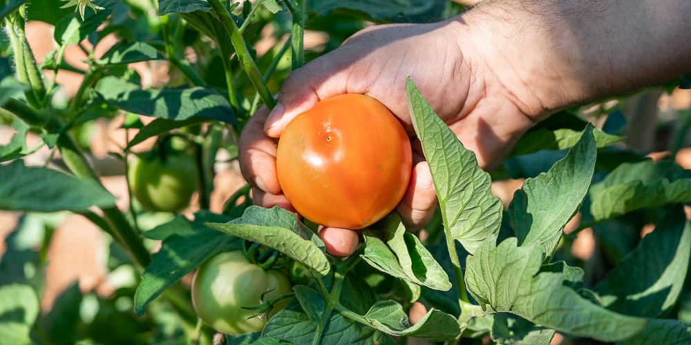 Αντιμετώπιση της τούτα (Tuta) στις ντομάτες