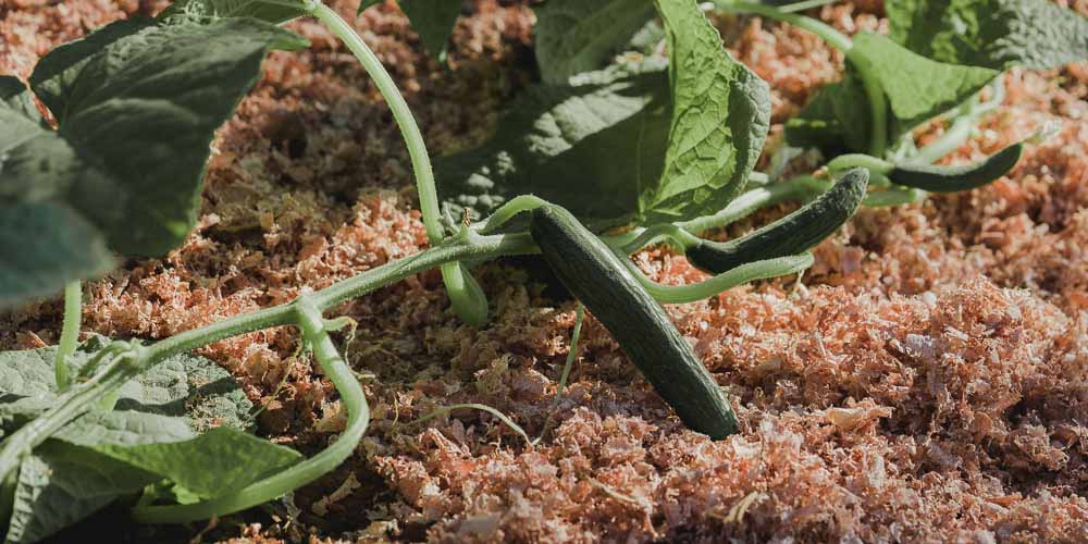 Natural and synthetic materials for ground cover in the garden