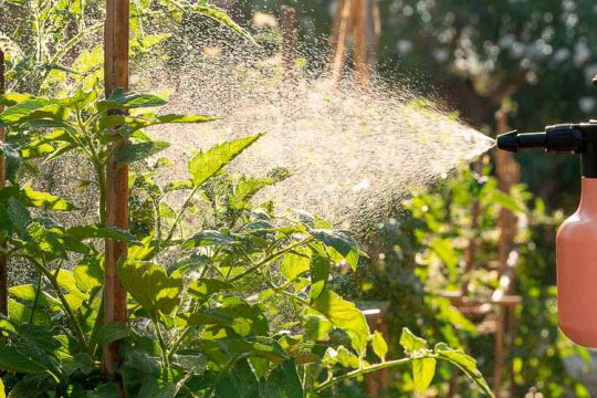 10 φυσικά και βιολογικά εντομοκτόνα για φυτά και καλλιέργειες