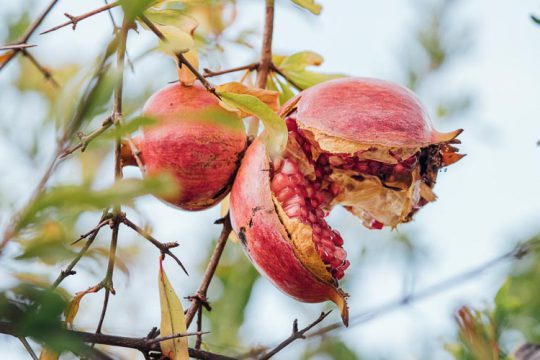 Γιατί σκάνε τα ρόδια και πώς το αντιμετωπίζουμε