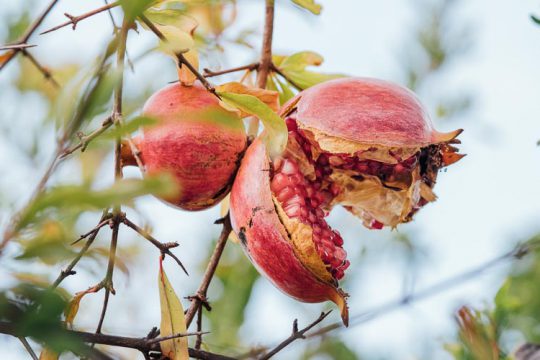 Γιατί σκάνε τα ρόδια και πώς το αντιμετωπίζουμε