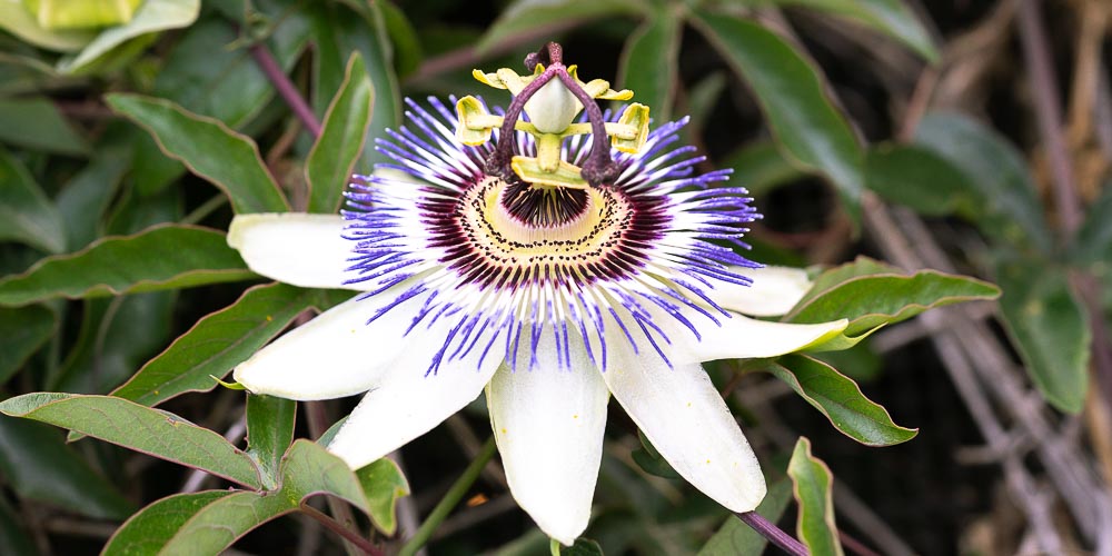 Πασιφλόρα ή ρολογιά, ένα αναρριχώμενο φυτό με εντυπωσιακά λουλούδια