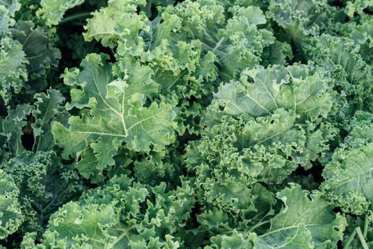 10 μυστικά για την καλλιέργεια της λαχανίδας (κέιλ)
