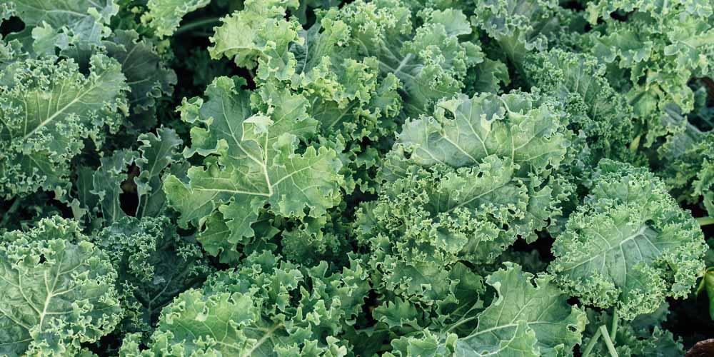 10 μυστικά για την καλλιέργεια της λαχανίδας (κέιλ)