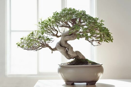 μπονσαι bonsai φροντιδα