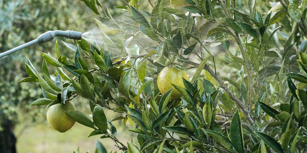 Τι είναι τα διαφυλλικά λιπάσματα και πώς τα χρησιμοποιούμε