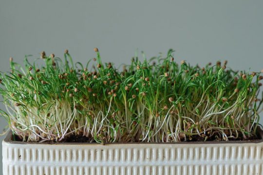 Τι είναι τα microgreens και πώς να τα καλλιεργήσουμε