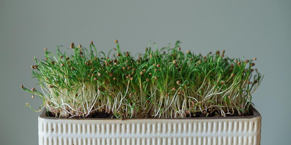 Τι είναι τα microgreens και πώς να τα καλλιεργήσουμε