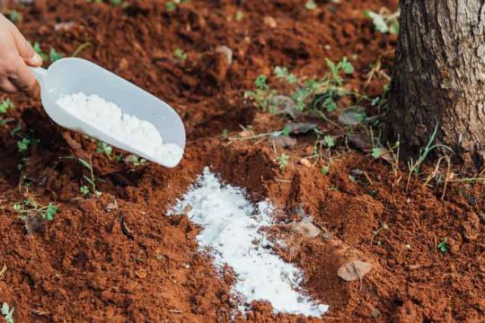 Βόριο, τι προσφέρει ως λίπασμα σε φυτά και καλλιέργειες
