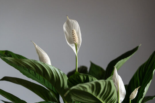 σπαθιφυλλο φροντιδα