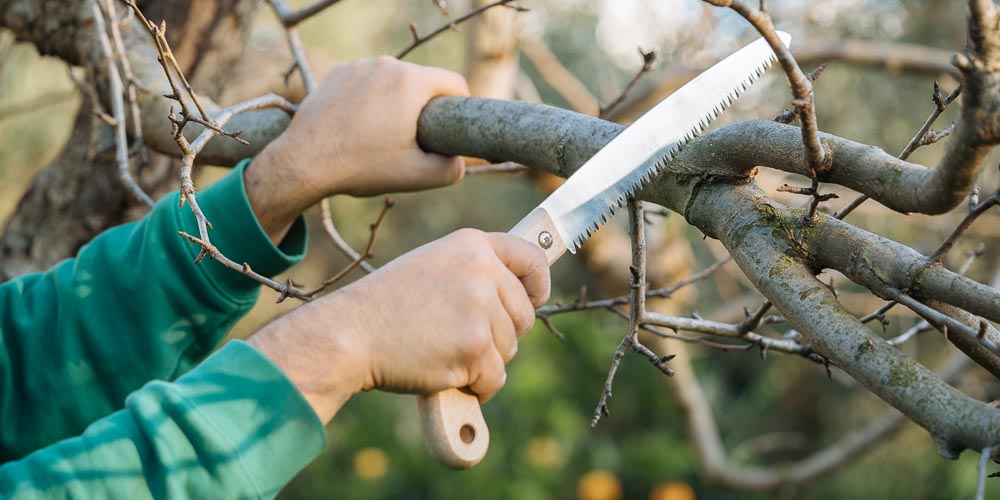 Ποια εποχή και πώς κλαδεύουμε τα καρποφόρα δέντρα (+video)