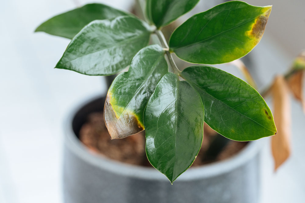 ζαμιοκουλκας καφε κιτρινα φυλλα