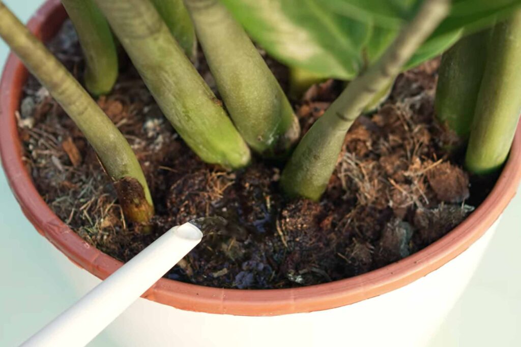 ζαμια ζαμιοκουλκας ποτισμα