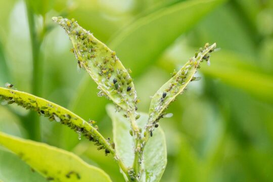 αφιδες μελιγκρα ψειρες στα φυτα αντιμετωπιση