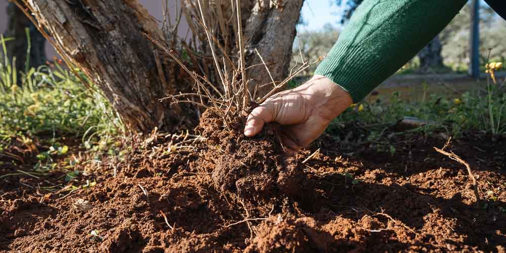 Πολλαπλασιασμός ροδιάς με παραφυάδες