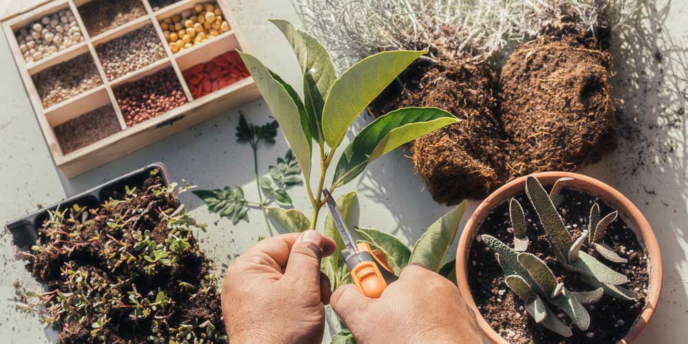 7 τρόποι για να δημιουργήσουμε νέα φυτά