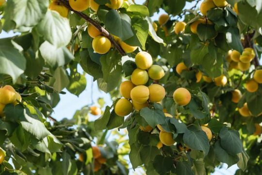 βερικοκια καλλιεργεια