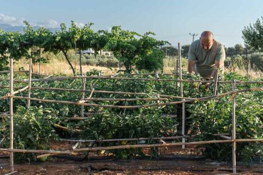 Καλοκαιρι εργασιες για τη φροντιδα των φυτων