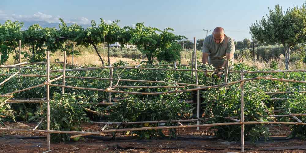 Καλοκαιρι εργασιες για τη φροντιδα των φυτων