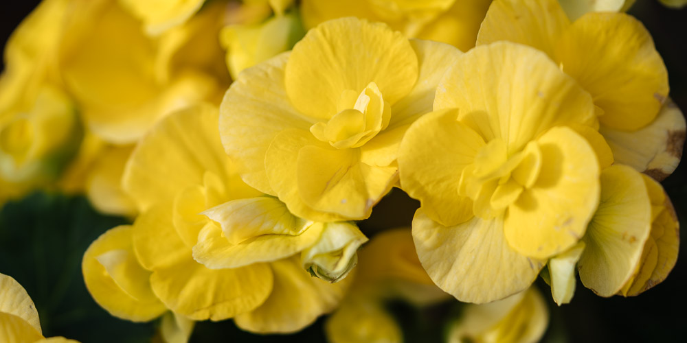 βιγονια κιτρινα λουλουδια