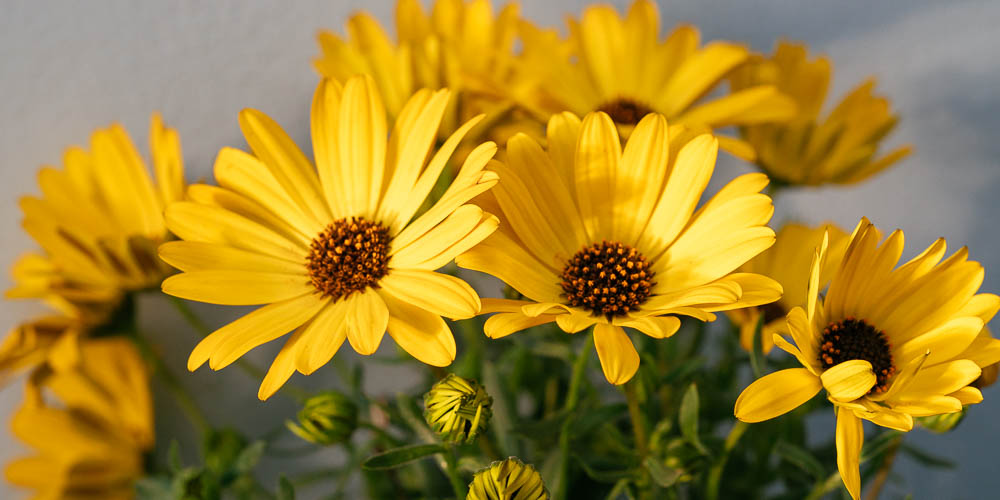 διμορφοθηκη κιτρινα λουλουδια