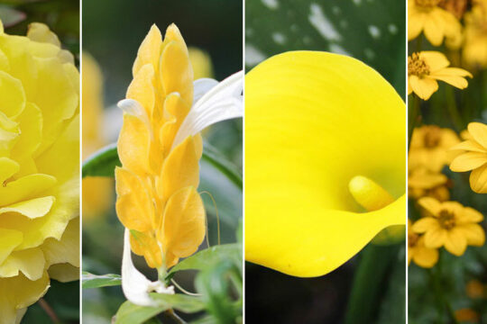 φυτα με κιτρινα λουλουδια